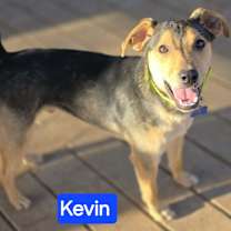 Thumbnail photo of Kevin (7mo PUPPY) #1