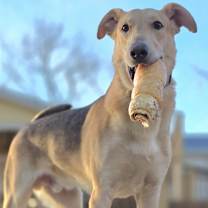 Thumbnail photo of Milo #4