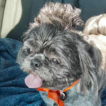 Thumbnail photo of Bruno #1