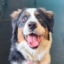 Thumbnail photo of Oso #1