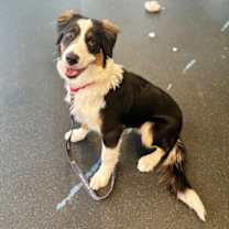 Thumbnail photo of Oso #3