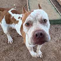 Thumbnail photo of Noel #3