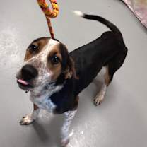 Thumbnail photo of Goose #2