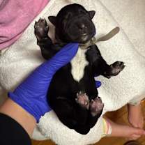 Thumbnail photo of Olaf (Gray4) #1