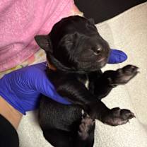 Thumbnail photo of Aurora (Pink2) #2