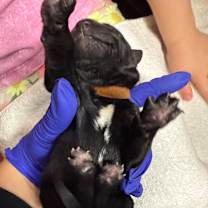 Thumbnail photo of Woody (Brown 7) #2