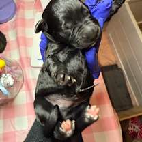 Thumbnail photo of Aladdin (Blue3) #3