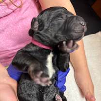 Thumbnail photo of Bow Peep (Dark Pink11)  #2