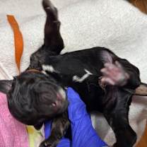 Thumbnail photo of Buzz (Orange10) #2