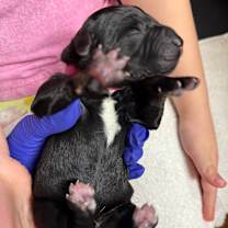 Thumbnail photo of Bow Peep (Dark Pink11)  #3