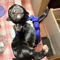 Thumbnail photo of Aladdin (Blue3) #4