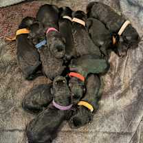 Thumbnail photo of Tinkerbell (Green5) #4