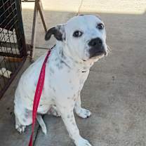 Thumbnail photo of Wilbur #3