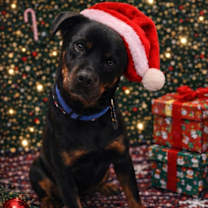 Thumbnail photo of Max #3