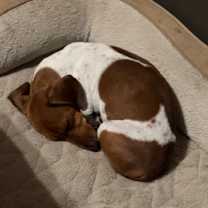 Thumbnail photo of Bear #3