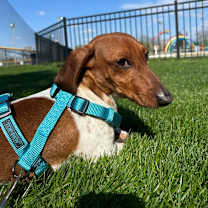 Thumbnail photo of Bear #1