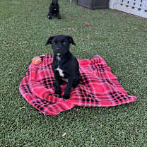 Thumbnail photo of Star #3