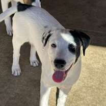 Thumbnail photo of Bailey #3