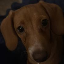 Thumbnail photo of Brandy #3