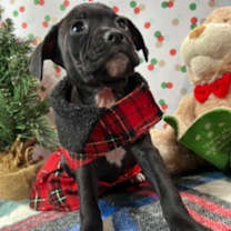 Thumbnail photo of Tinsel #3