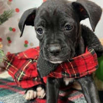 Thumbnail photo of Tinsel #4