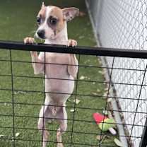 Thumbnail photo of Dax #4