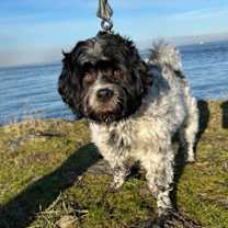 Thumbnail photo of Jingle #2