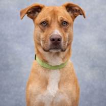 Thumbnail photo of Cooper #1