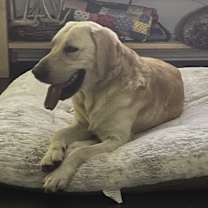 Thumbnail photo of Buddy #3