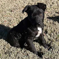 Thumbnail photo of VINCENT  #1