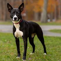 Thumbnail photo of Kacey - 25126 #1