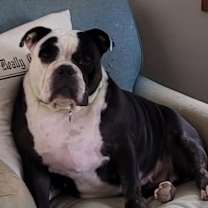 Thumbnail photo of Sweetie (2025) #3