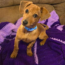 Thumbnail photo of Herbie #1