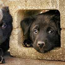 Thumbnail photo of Puppy #1