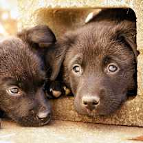 Thumbnail photo of Puppy #2