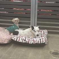 Thumbnail photo of Speckles #3