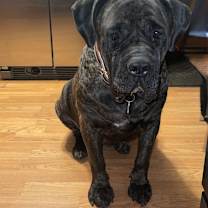 Thumbnail photo of Bella #3