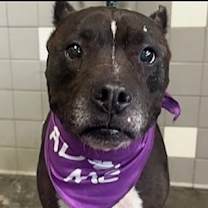 Thumbnail photo of Kibo #4