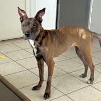 Thumbnail photo of Kamari #2