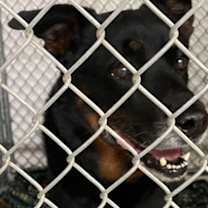 Thumbnail photo of Tobias #2