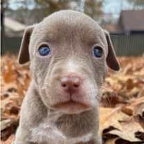 Thumbnail photo of CT Kira #2