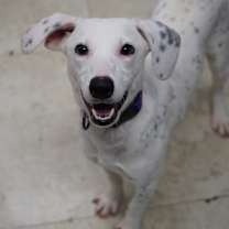 Thumbnail photo of Perdita #4