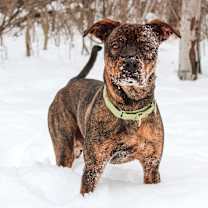 Thumbnail photo of Roz 193 #1