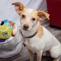 Thumbnail photo of Heron #1