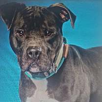 Thumbnail photo of Buster #2