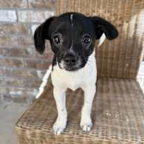 Thumbnail photo of Stripes #1