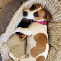 Thumbnail photo of Coraline #3