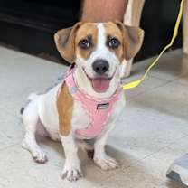 Thumbnail photo of Coraline #4