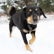 Thumbnail photo of Bella #1