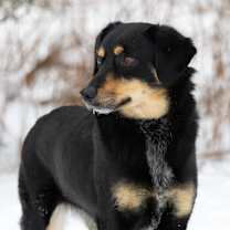 Thumbnail photo of Bella #4